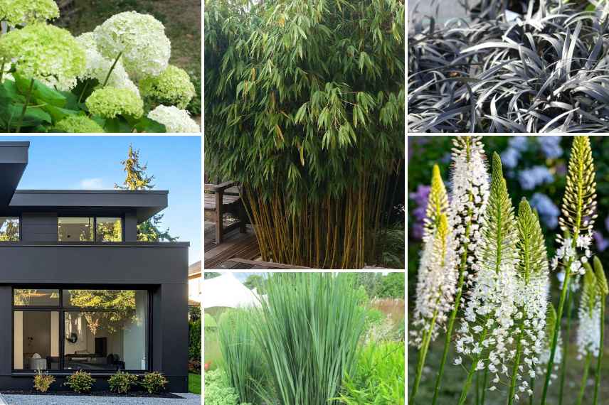 associer bambous jardin contemporain