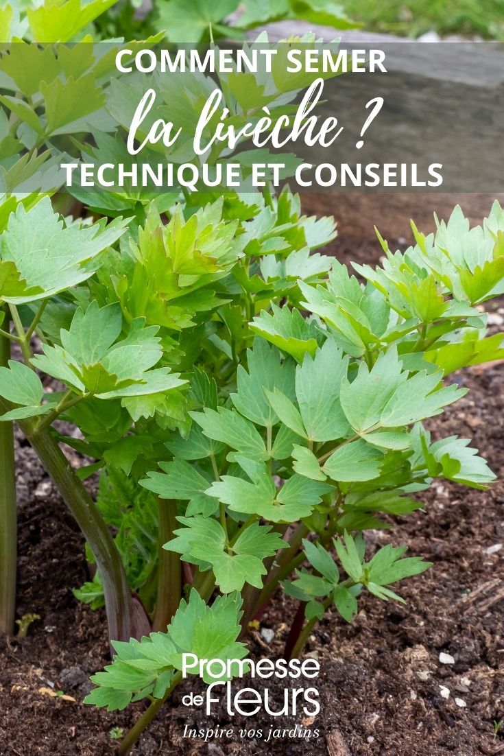 feuille de livèche au jardin