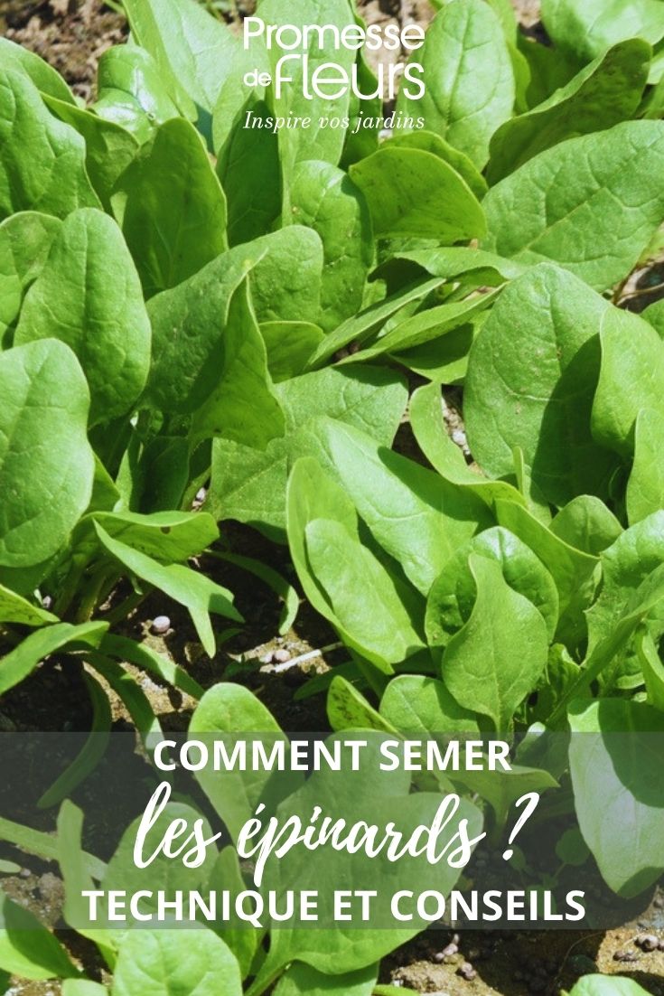 jeunes plants d'épinards