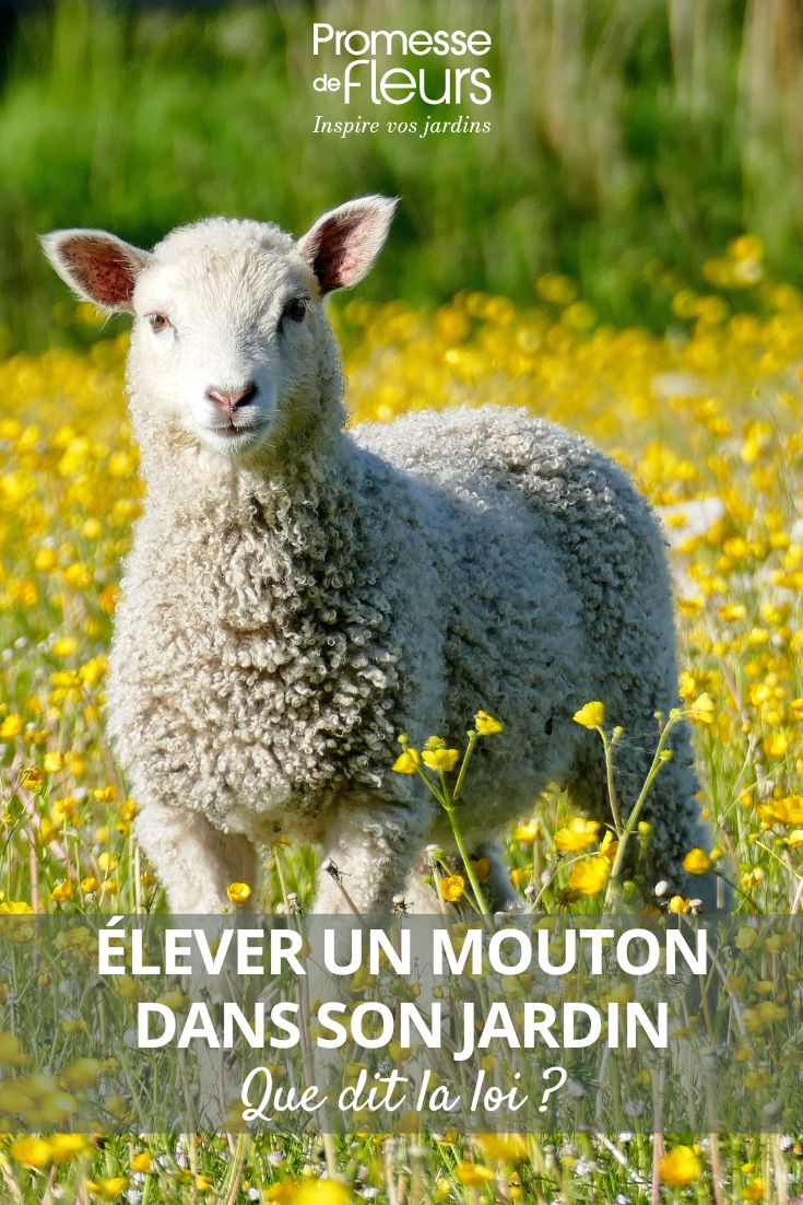 un jeune mouton au jardin
