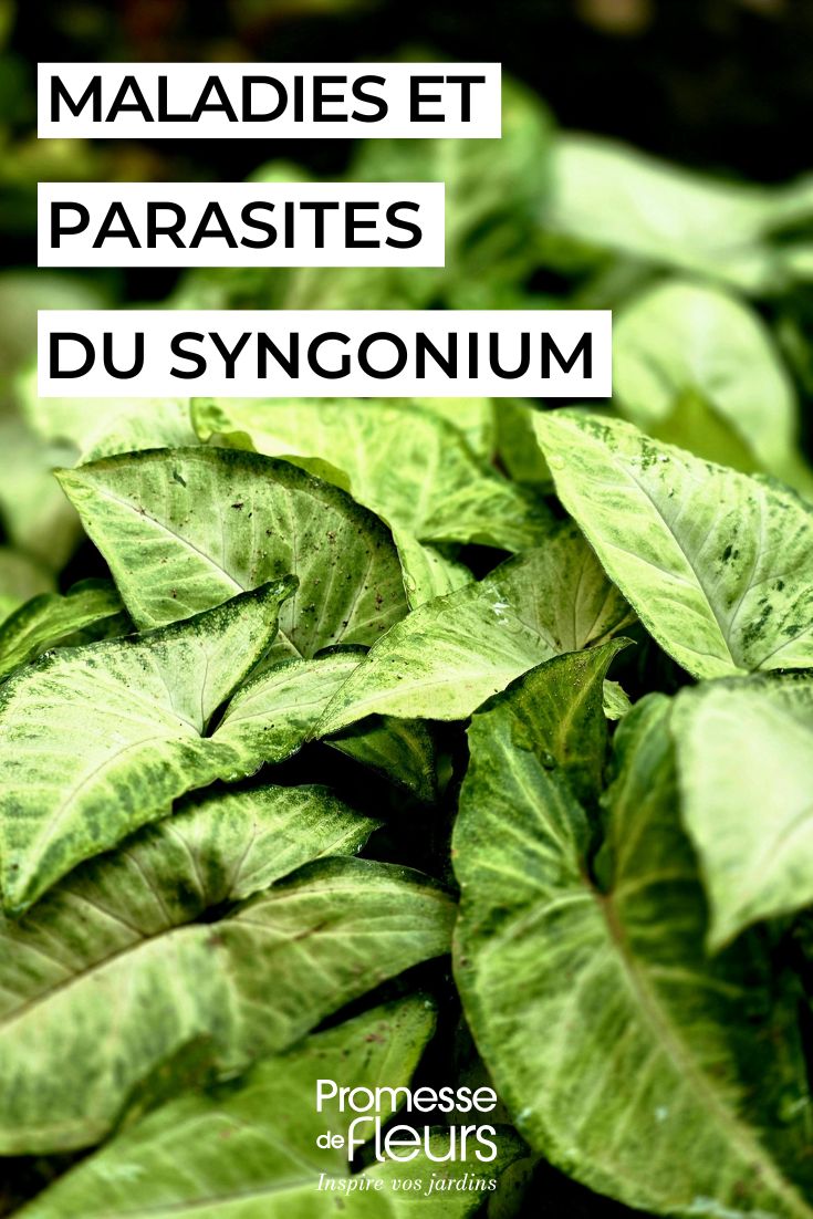 Syngonium