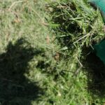 Utiliser les tontes de pelouse comme paillis : avantages et inconvénients