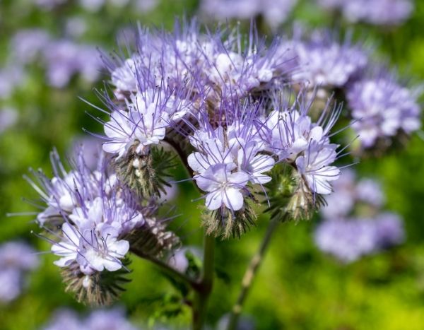 Comment semer la phacélie au jardin efficacement ?