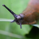Comment fabriquer un piège à limaces ?