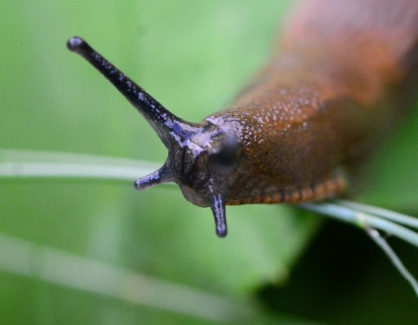 Comment fabriquer un piège à limaces ?