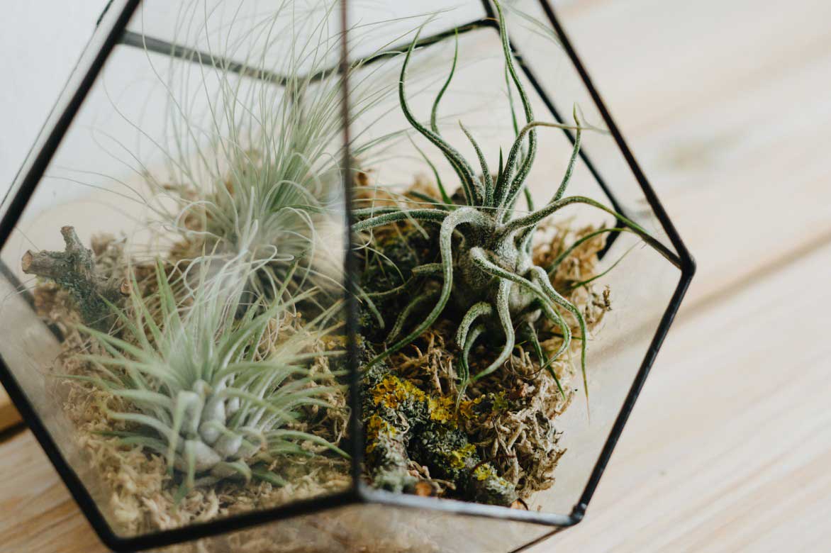 Tillandsias, filles de l'air, plantes d'intérieur en terrarium