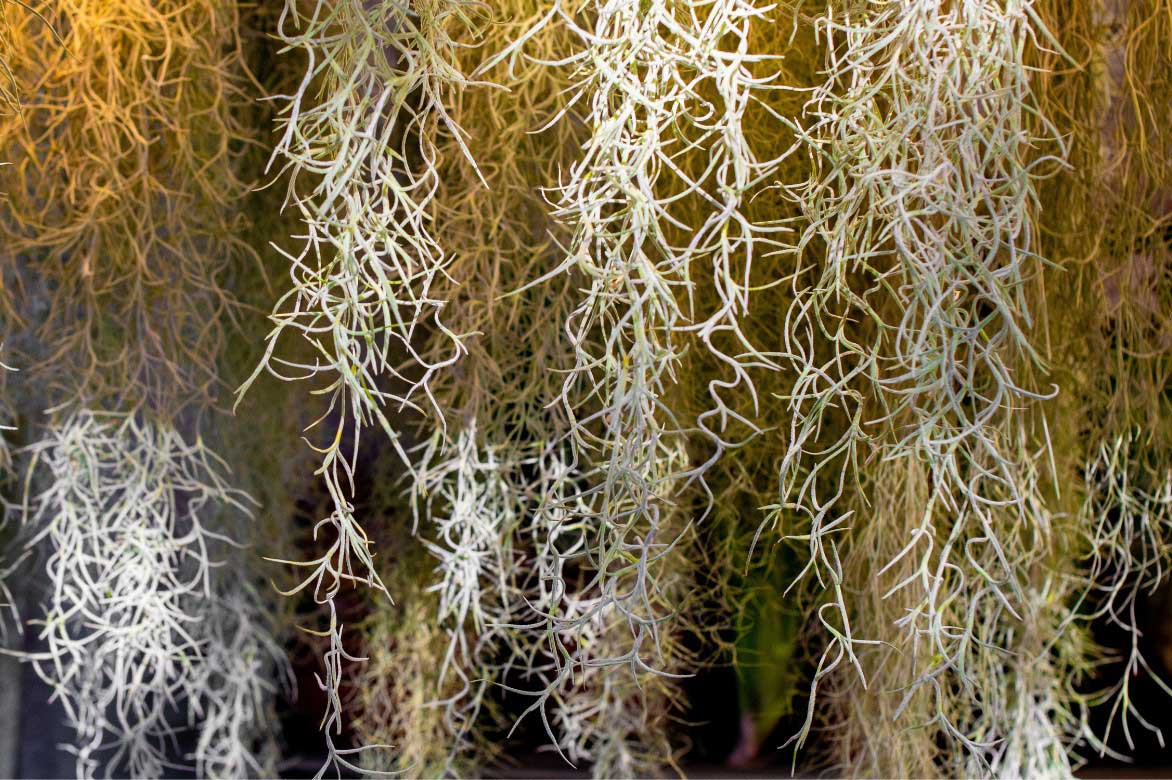 Tillandsia usneoides, Barbe de vieillard, plante d'intérieur épiphyte