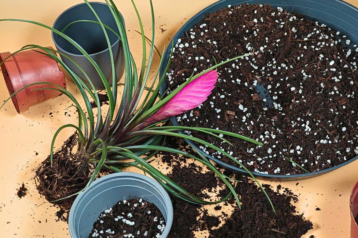Comment planter ou rempoter un Tillandsia