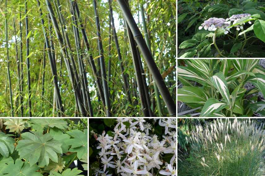 marier bambous jardin des sens