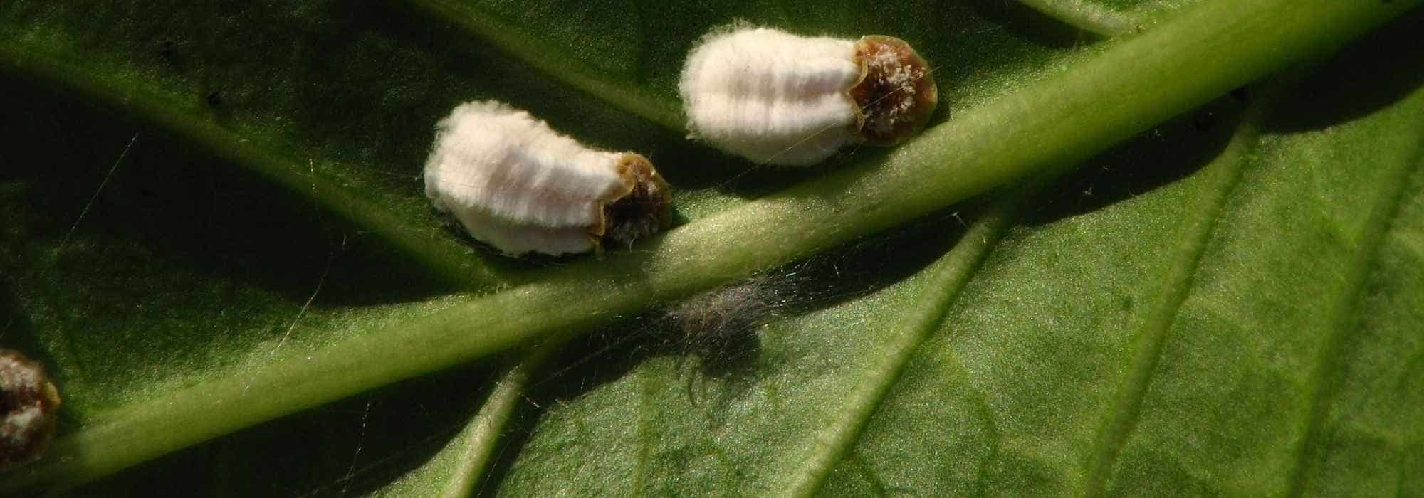 Comment se débarrasser des cochenilles sur les agrumes ?