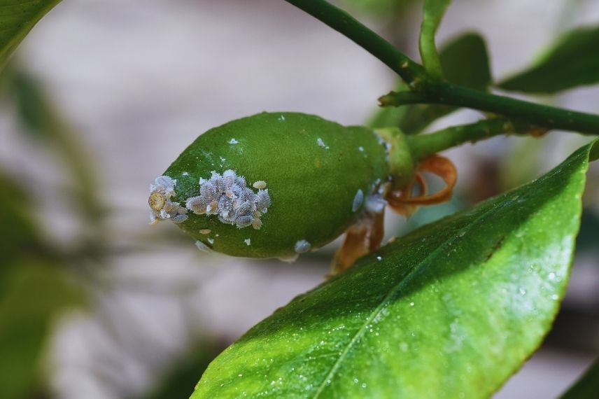 cochenille citronnier