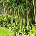 6 belles idées pour associer les bambous