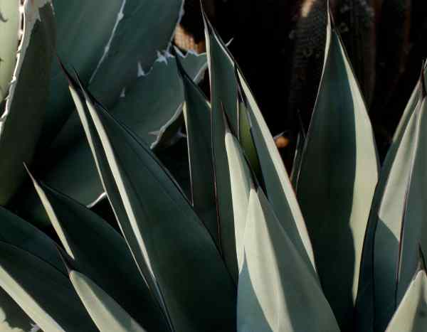 Comment multiplier les agaves ?