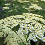 Comment semer les achillées ?