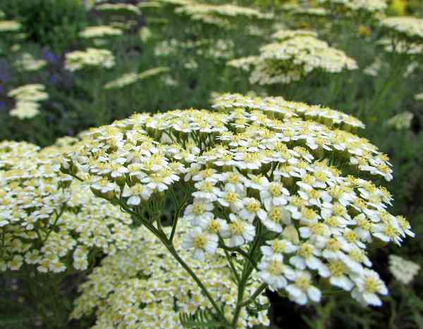 Comment semer les achillées ?