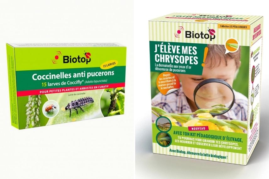 des larves à acheter pour lutter contre les cochenilles