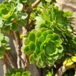 Comment multiplier l'Aeonium ?
