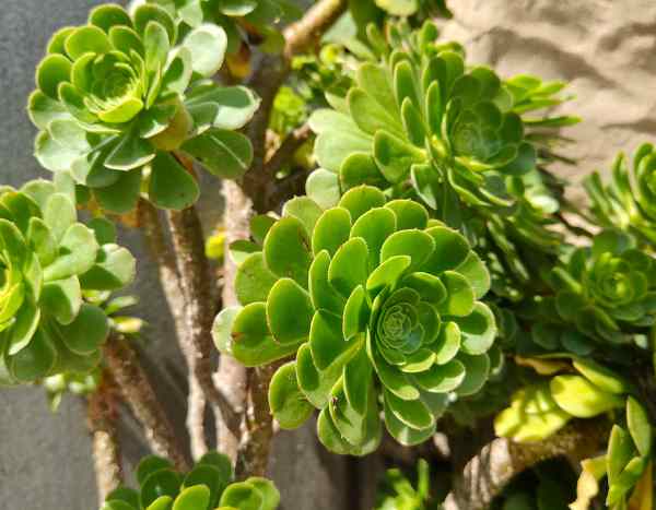 Comment multiplier l'Aeonium ?