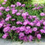 Comment multiplier le delosperma ?