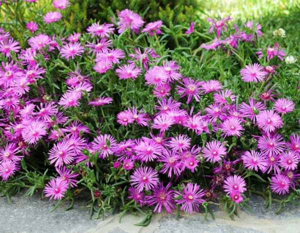 Comment multiplier le delosperma ?