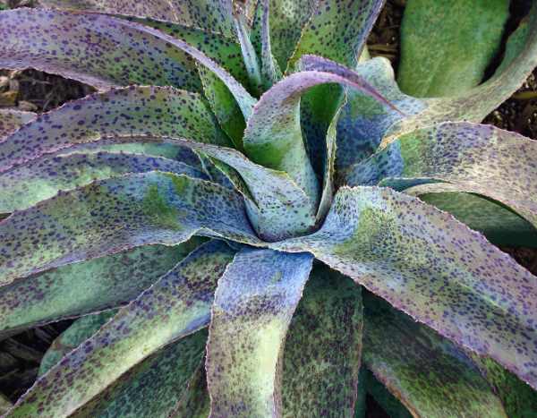 Comment multiplier les mangaves ?