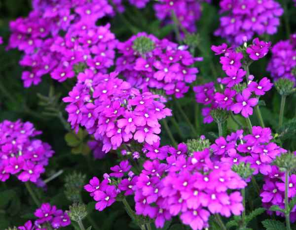 Comment semer les verveines ?