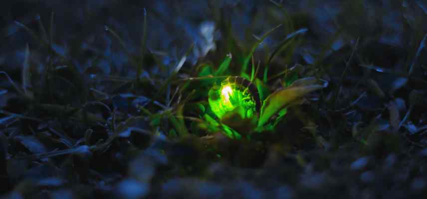 vers luisant vs luciole