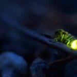 Le ver luisant au jardin : un prédateur redoutable pour les escargots