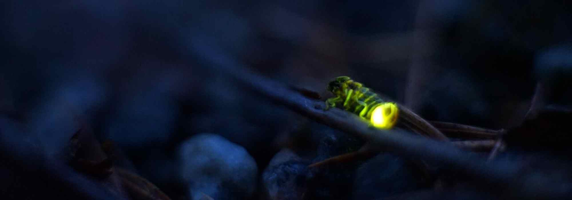 Le ver luisant au jardin : un prédateur redoutable pour les escargots