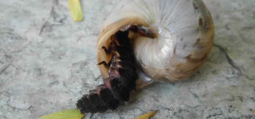 ver luisant et escargots