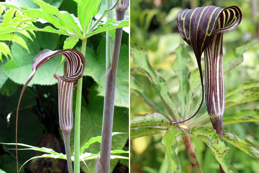 Plantes a bulbes rustique floraison ete