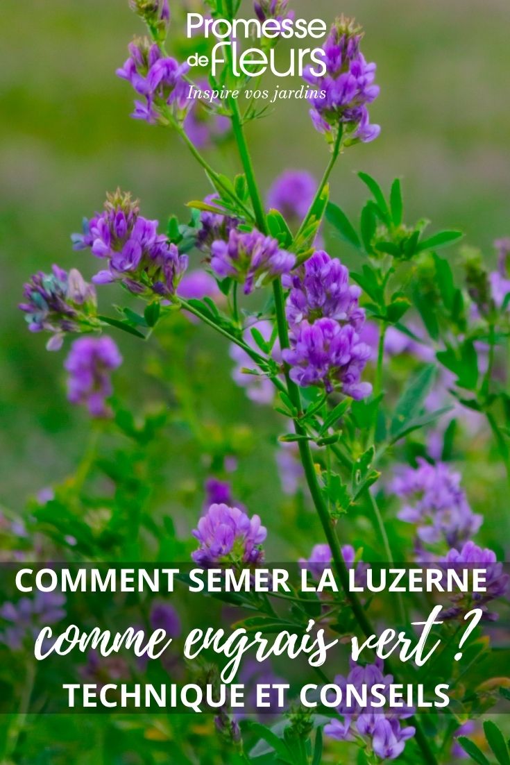 fleur de luzerne