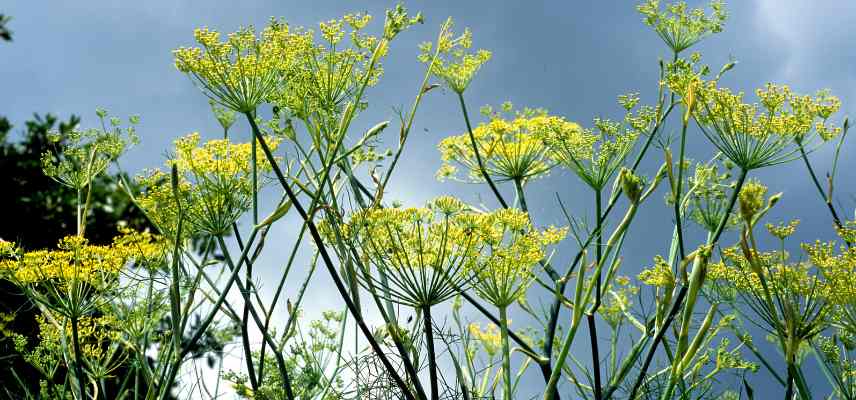 foeniculum vulgare