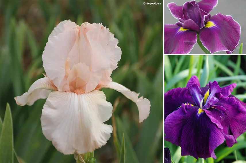Plantes bulbes rustique floraison estivale