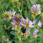 Comment semer la luzerne comme engrais vert ?