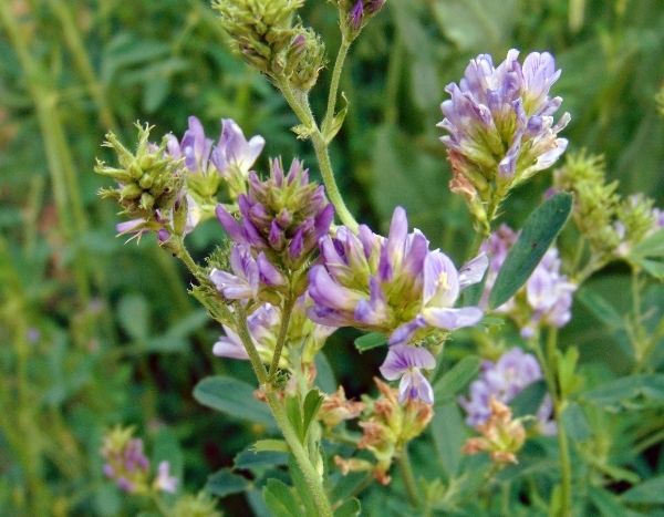 Comment semer la luzerne comme engrais vert ?