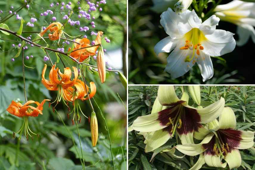 Plantes a bulbes rustique floraison ete