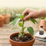 Comment pincer les poivrons et les piments ?