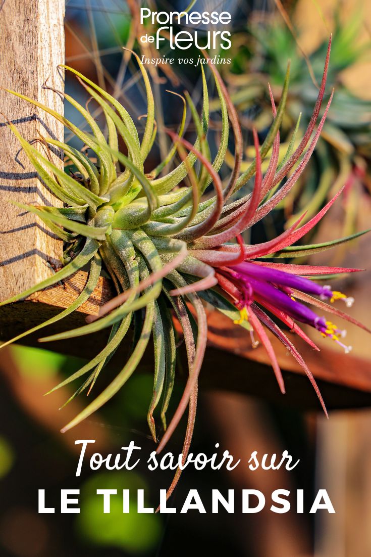 plante : Tillandsia