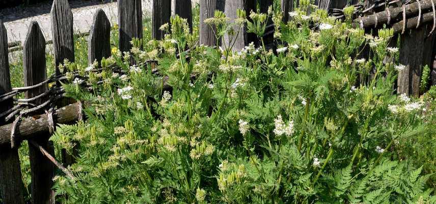plantes aromatiques et belles