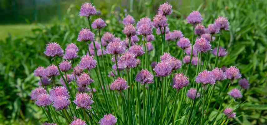 plante aromatique belle pour massif
