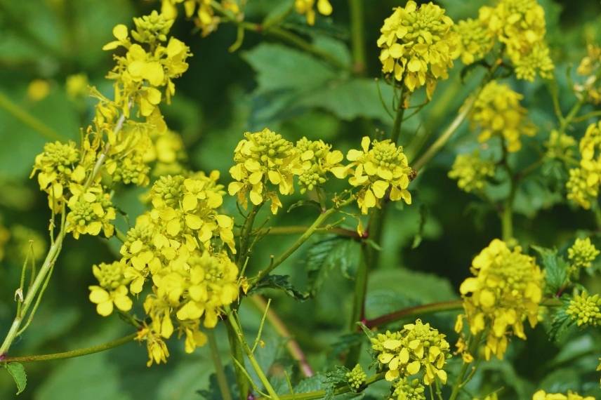 fleurs de moutarde blanche