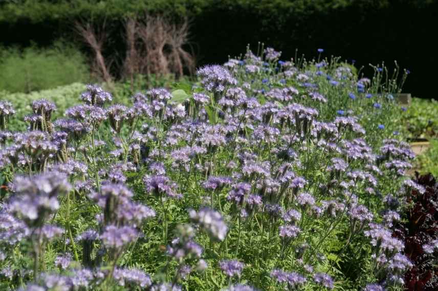 fleurs de phacélie