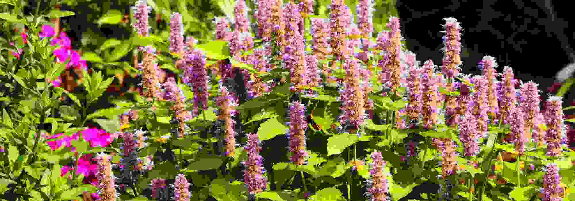 Les plantes aromatiques et ornementales