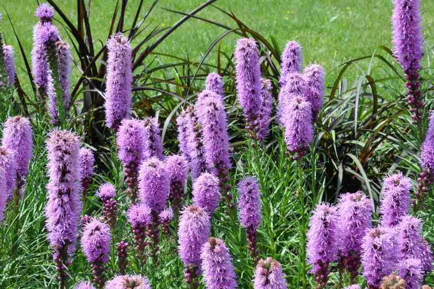 Plante bulbeuse rustique floraison ete