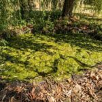 Comment rater l'entretien de son étang de jardin ?