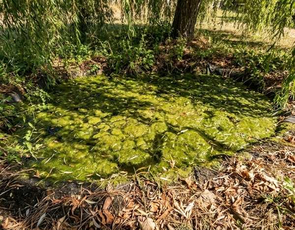 Comment rater l'entretien de son étang de jardin ?