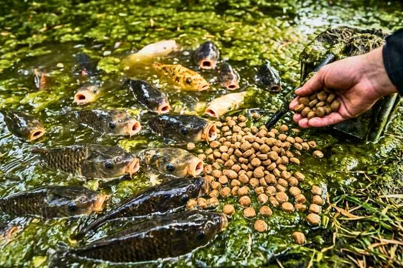 No alimentes demasiado a tus peces y ten en cuenta que debes adaptar la población al volumen de agua