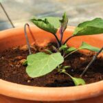 Bien repiquer les aubergines : quand et comment faire ?