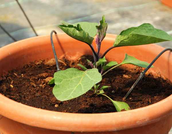 Bien repiquer les aubergines : quand et comment faire ?